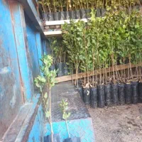 فروش نهال پسته|حراج|زرندیه, |دیوار