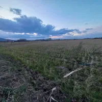 زمین زراعی مزرعه|فروش دفتر صنعتی، کشاورزی، تجاری|لنگرود, |دیوار