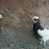 کفتر|پرنده|مرودشت, فرهنگ|دیوار