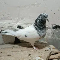 سپه نر گمشده