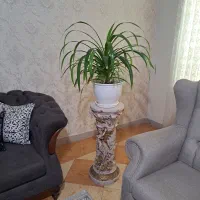 گل گلدون|گل و گیاه طبیعی|هشتگرد, هشتگرد قدیم|دیوار