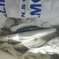 ماهی خارو دوسایز