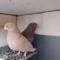 کبوتر|پرنده|محمدشهر, محمدشهر|دیوار