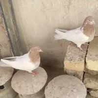 کفتر‌|پرنده|اصفهان, شهرک کاوه|دیوار