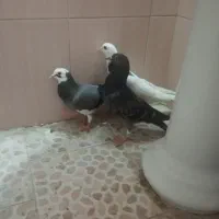 سبز|پرنده|سبزوار, کراب|دیوار