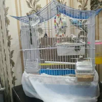 سه عدد مرغ عشق سالم|پرنده|تهران, بیسیم|دیوار