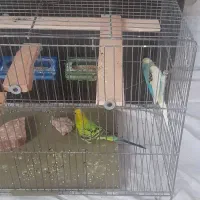 مرغ عشق|پرنده|رباط‌کریم, شهرک والفجر|دیوار