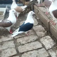 کبوتر آلمانی