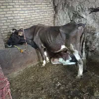 گاوشیری
