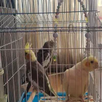عروس هلندی ماده دونه ۸۵۰|پرنده|کرج, کوی زنبق|دیوار