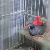 فنچ|پرنده|اراک, |دیوار