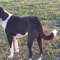 طوله ۱۱ ماهه