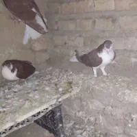 کبوتر|پرنده|گنبد کاووس, |دیوار