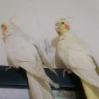 عروس هلندی مولد جفت