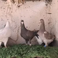 15تا المانی جنگی