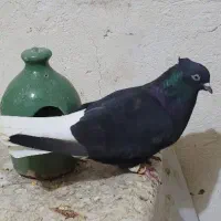 چند جفت دم سفید|پرنده|رامهرمز, |دیوار