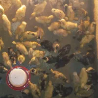 اردک زنده پرواری