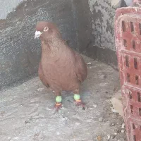 سلام سرخ نرصید