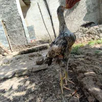 جوجه لاری نسل دار