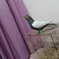 کفتر سینه دو کت سفید