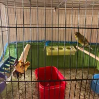 قناری نر ابلغ سبز