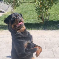 سگ روتوایلر