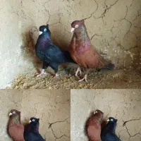 کفتر رنگی|پرنده|یزد, |دیوار