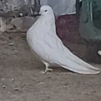 کبوتر نوک ریز