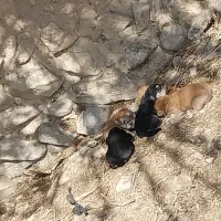 سگ پاکوتا|سگ|شیروان (خراسان), |دیوار