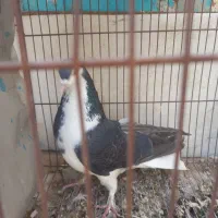 ماده دمگیر نراماده واز