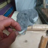 دو جفت عروس هلندی