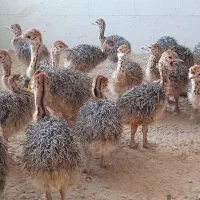 جوجه شتر مرغ گیلان|حیوانات مزرعه|سنگر, |دیوار