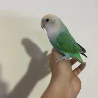 کوتوله فول دستی عادتی