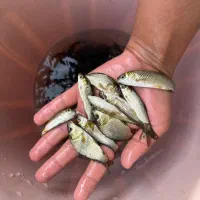 ماهی پرورشی