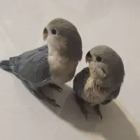 کوتوله فوری