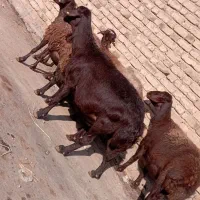 6راس میش افشاری