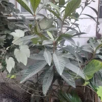 نهال انبه یک عدد
