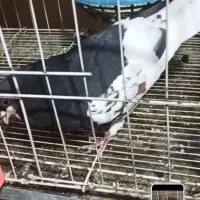 شهری راست سیاه نر گلدار چنگ سفید