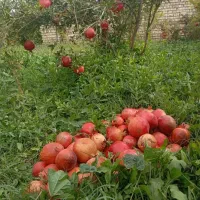 باغ فروشی|فروش خانه و ویلا|سلفچگان, |دیوار