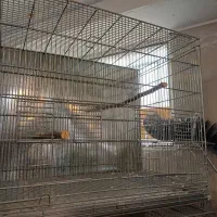 قفس بزرگ حرفه ای