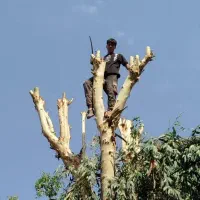 خدمات باغبانی هرسکاری گل کاری و تعویض خاک گلدون