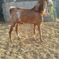 بز پاکستانی کاموری ونری دورگ کاموری|حیوانات مزرعه|جیرفت, |دیوار