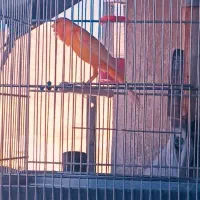 قناری سرخ چهار دانگ|پرنده|ایلام, |دیوار