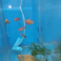 آکواریم|ماهی|باسمنج, |دیوار