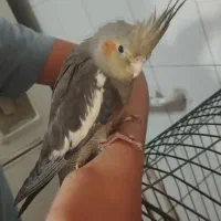 عروس هلندی همرا قفس