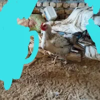 یک عدد مرغ تخمی