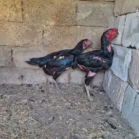 مرغ و خروس لاری اصیل|حیوانات مزرعه|گتوند, |دیوار