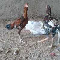 جوجه خروس لاری