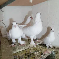 کبوتر