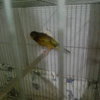 قناری نرسبز سوخته